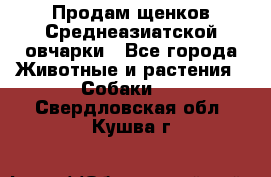 Продам щенков Среднеазиатской овчарки - Все города Животные и растения » Собаки   . Свердловская обл.,Кушва г.